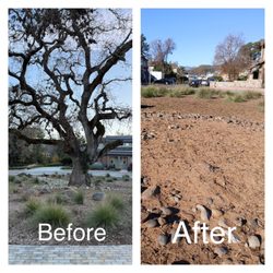 TreeEx - Removal of large oak Tree