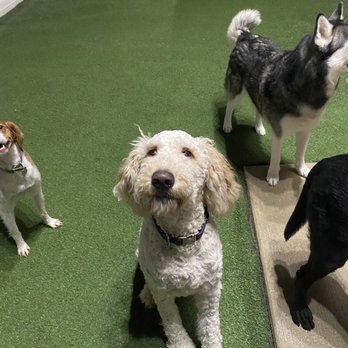 Dog City - Pet Groomers Near Me - Waukesha, Wisconsin Dog City - Pet Groomers Near Me - Waukesha, Wisconsin