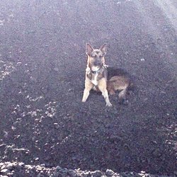 Maggie doing another survey on the south pad to verify tonnage for next vessel