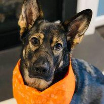 Miss Kibbles - Pet Stores Near Me - Gainesville, Virginia Miss Kibbles - Pet Stores Near Me - Gainesville, Virginia