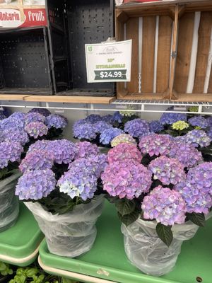 19th Avenue Farmer's Market by null