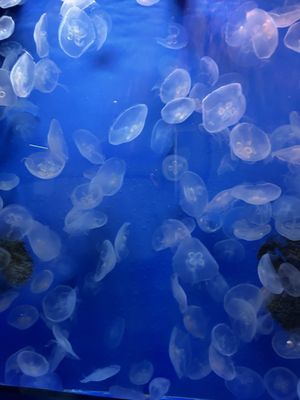 Acquario di Genova by null
