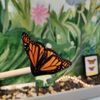 Bear Mountain Butterfly Sanctuary gift card