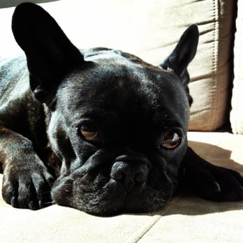 Napoleon Media - Nap Dog making decisions. - Public Relations Near Me - Miami, Florida Napoleon Media - Nap Dog making decisions. - Public Relations Near Me - Miami, Florida