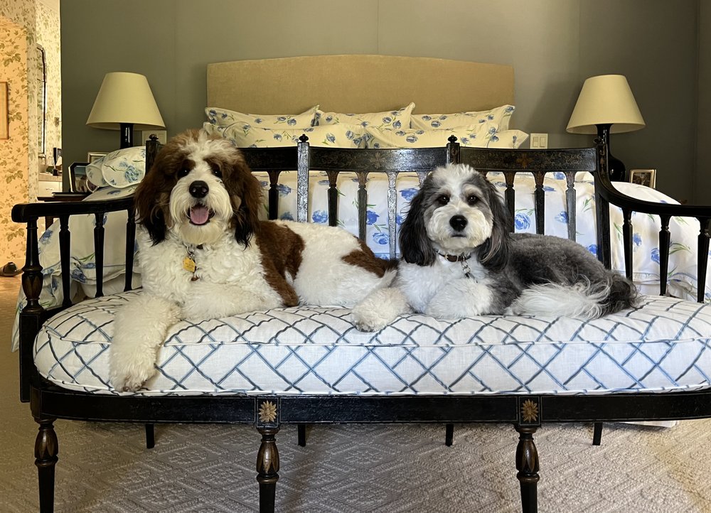 North Paw Pets Image