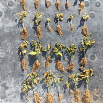 City Compost - Green Beans from growing experiment. 0, 1, 2, and 3 inches of compost mixed with sand. - Recycling Center Near Me