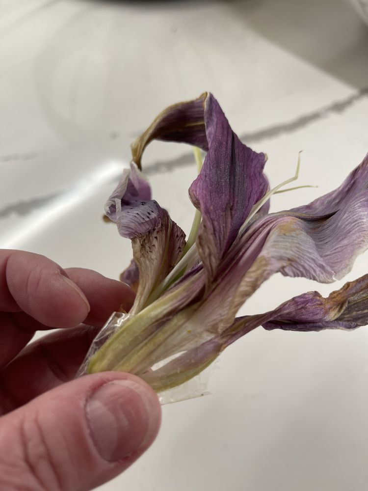 V FLORIST 111 Photos & 64 Reviews 7345 S Rainbow Blvd, Las Vegas