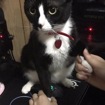 AMA Animal Rescue - Haku - Community Service/Non-Profit Near Me - Brooklyn, New York