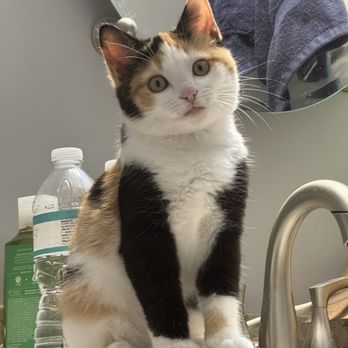 Kitty Kat Haven & Rescue - Ruby was semi-feral. - Pet Adoption Near Me - Hoover, Alabama Kitty Kat Haven & Rescue - Ruby was semi-feral. - Pet Adoption Near Me - Hoover, Alabama