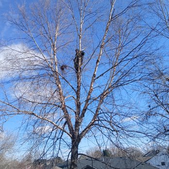 Dan Tree Service Contractor - Treaming make it look beautiful lift up and clean the inside and wowowo looking beautiful. after is done offcurse - Tree Services Near Me - LaVista, Nebraska Dan Tree Service Contractor - Treaming make it look beautiful lift up and clean the inside and wowowo looking beautiful. after is done offcurse - Tree Services Near Me - LaVista, Nebraska