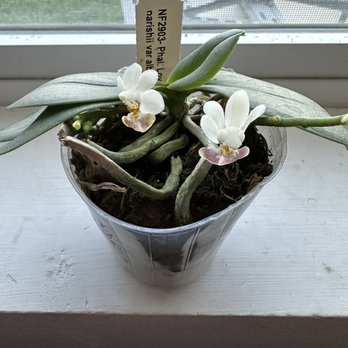 Norman's Orchid Nursery - Nurseries & Gardening Near Me - Montclair, California