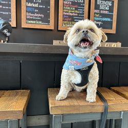 Little Beasts Brewing