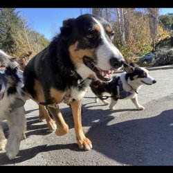 Pacific Paw