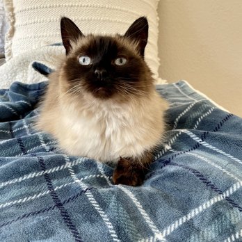 Catastrophe Cat Grooming - Pet Groomers Near Me - Livermore, California Catastrophe Cat Grooming - Pet Groomers Near Me - Livermore, California