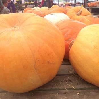 Trax Farms - Pumpkins! - Fruits & Veggies Near Me - Finleyville, Pennsylvania