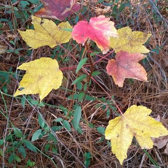 Anderson Creek County Park - Colorful leaves of fall - Playgrounds Near Me - Lillington, North Carolina