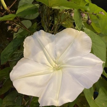Monk's Cove - Patio flowers - Dive Bars Near Me - Cincinnati, Ohio Monk's Cove - Patio flowers - Dive Bars Near Me - Cincinnati, Ohio