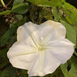 Monk's Cove - Patio flowers