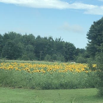 Mink Street Market - View of their sunflower acreage- just gorgeous and so enjoyable - Farmers Market Near Me - Pataskala, Ohio Mink Street Market - View of their sunflower acreage- just gorgeous and so enjoyable - Farmers Market Near Me - Pataskala, Ohio