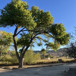 Big Morongo Canyon Preserve - Cotton wood tree