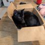 Photo of Dessin Animal Shelter