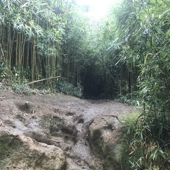 Bamboo Forest - Active Life Near Me - Uninc Maui, Hawaii Bamboo Forest - Active Life Near Me - Uninc Maui, Hawaii