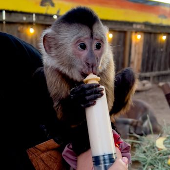 Conservation Ambassadors - Zoo to You - Zoos Near Me - Paso Robles, California Conservation Ambassadors - Zoo to You - Zoos Near Me - Paso Robles, California
