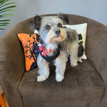 Max’s Happy Paws Grooming - Pet Groomers Near Me - Alhambra, California Max’s Happy Paws Grooming - Pet Groomers Near Me - Alhambra, California