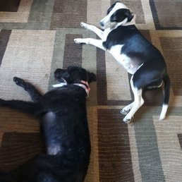 Too pooped to poop. Fun day at Salon @ Petco in Marysville! Too pooped to poop. Fun day at Salon @ Petco in Marysville!