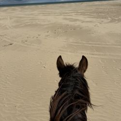 Bespoke Equestrian Ireland