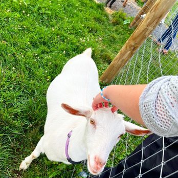 Readington Brewery - petting goat - Breweries Near Me - Neshanic Station, New Jersey