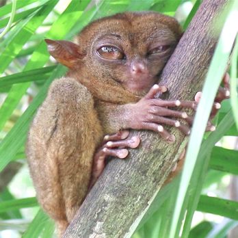 Philippine Tarsier Sanctuary - A sleepy tarsier peaks at us as he hugs a tree. So cute! (Photo by Deanna Troy Travels) - Community Service/Non-Profit Near Me - Corella, BOH Philippine Tarsier Sanctuary - A sleepy tarsier peaks at us as he hugs a tree. So cute! (Photo by Deanna Troy Travels) - Community Service/Non-Profit Near Me - Corella, BOH