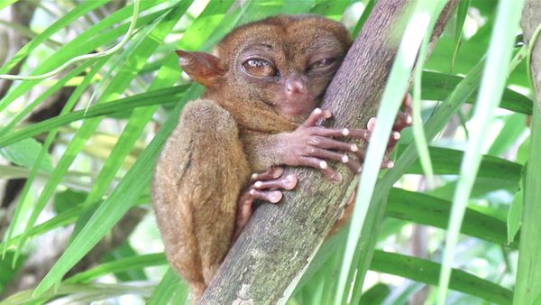 Philippine Tarsier Sanctuary by null
