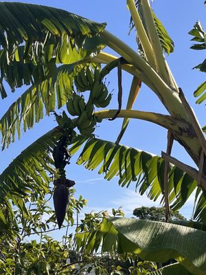 Fat Beet Farm Kitchen and Bakery by null