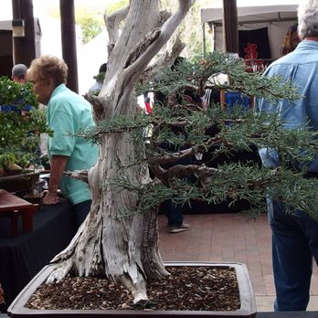 Arizona Matsuri - Bonsai tree - Festivals Near Me - Phoenix, Arizona Arizona Matsuri - Bonsai tree - Festivals Near Me - Phoenix, Arizona
