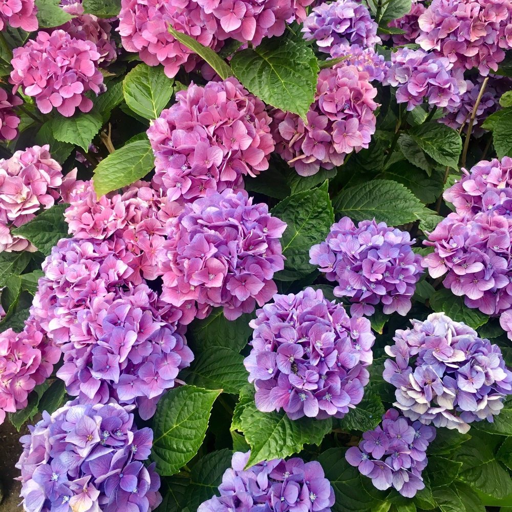 Capitol Hill - Hydrangeas - Landmarks & Historical Buildings Near Me - Seattle, Washington Capitol Hill - Hydrangeas - Landmarks & Historical Buildings Near Me - Seattle, Washington