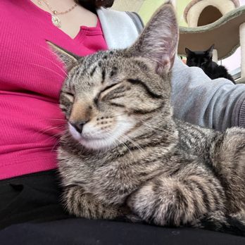 Beans Cat Cafe - firecracker 3 - Themed Cafes Near Me - Beacon, New York