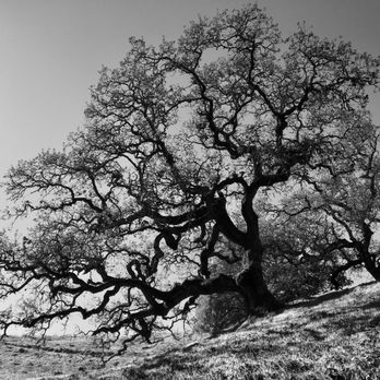 Fernandez Ranch - gorgeous oaks here - Hiking Near Me - Martinez, California