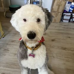 Puppy Love Pet Salon