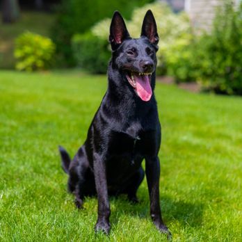 DeGouff K9 - Friendly.... But fierce - Pet Training Near Me