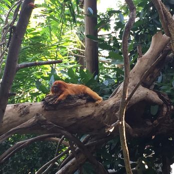 Roger Williams Park Zoo - Golden tamarin, found inside the rainforest building - Zoos Near Me - Providence, Rhode Island Roger Williams Park Zoo - Golden tamarin, found inside the rainforest building - Zoos Near Me - Providence, Rhode Island