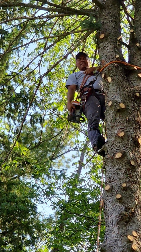 XA&D Tree Service - tree service in Detroit, MI