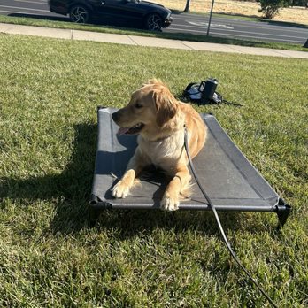 JPK9 Academy - Dog laying on cot - Pet Training Near Me - Elk Grove, California