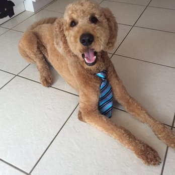 VIP Pets Salon - Pet Groomers Near Me - Pembroke Pines, Florida