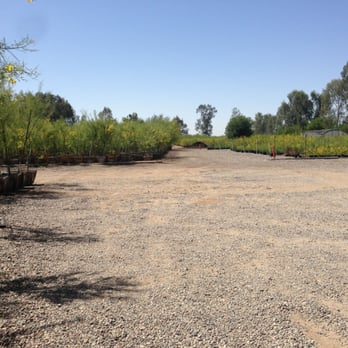 Marbil Nursery Creations - Acres of Palo Verde trees - Nurseries & Gardening Near Me - Litchfield Park, Arizona