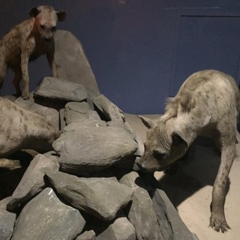 Field Museum - Animal - Museums Near Me - Chicago, Illinois Field Museum - Animal - Museums Near Me - Chicago, Illinois