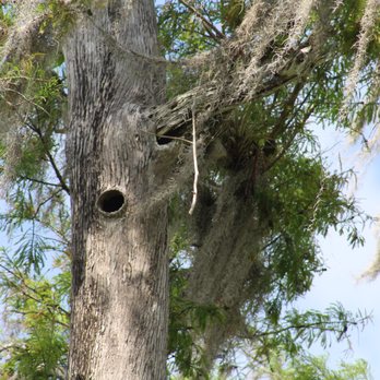 Big Cypress Bend Boardwalk - Parks Near Me - Naples, Florida
