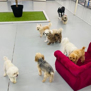 Z Pet Hotels - happy babies - Pet Boarding Near Me - Las Vegas, Nevada Z Pet Hotels - happy babies - Pet Boarding Near Me - Las Vegas, Nevada