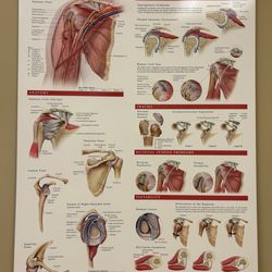 Marc A Asselmeier, MD - Shoulder