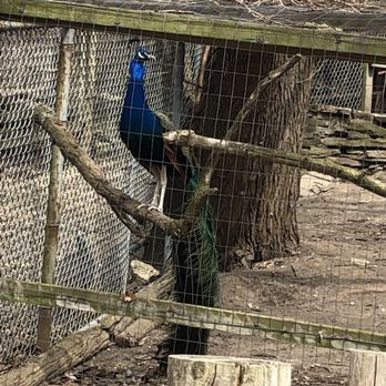 High Park - Peacock with his feathers down - Parks Near Me - Toronto, Ontario